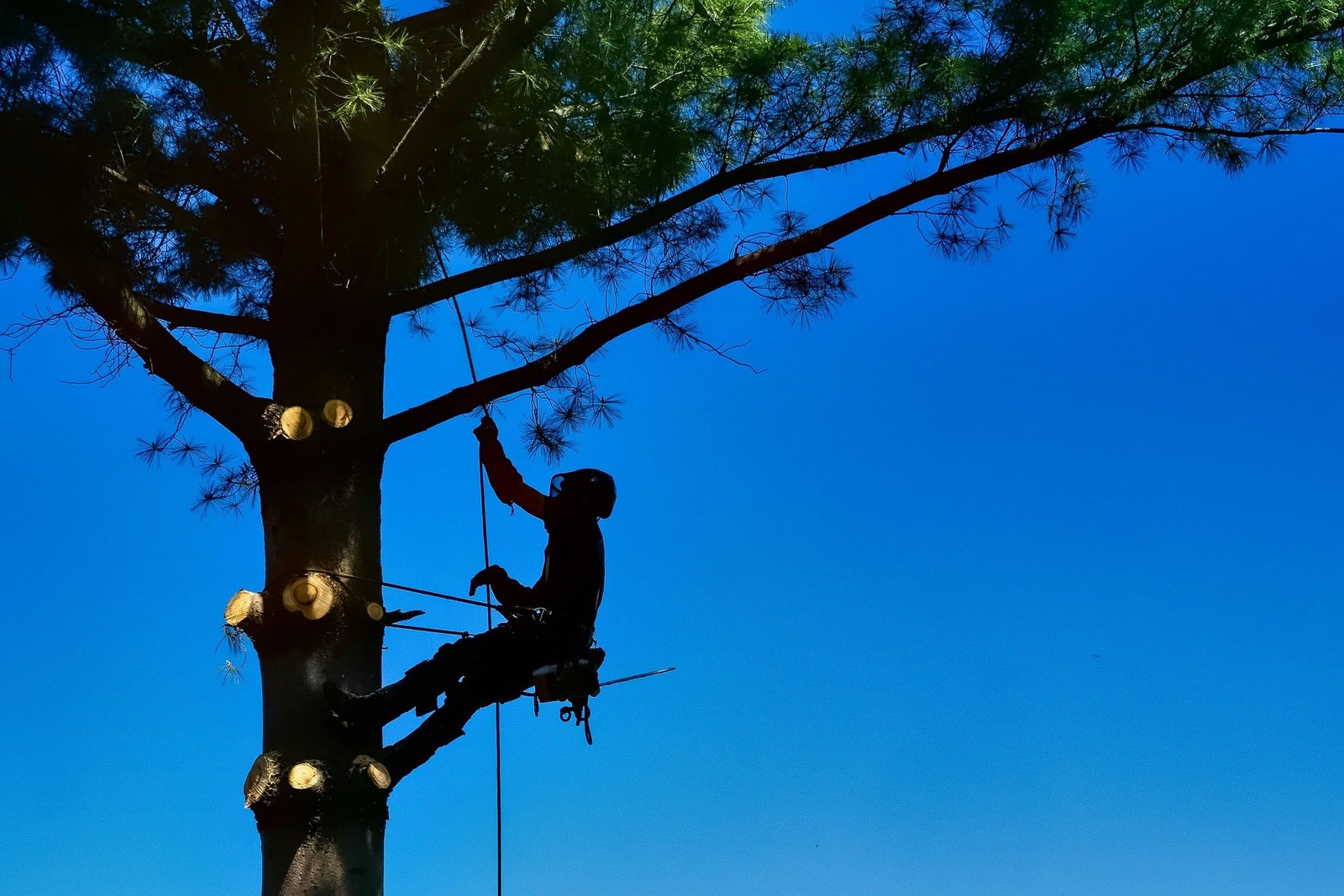 Arborista preso por cordas no alto de uma árvore