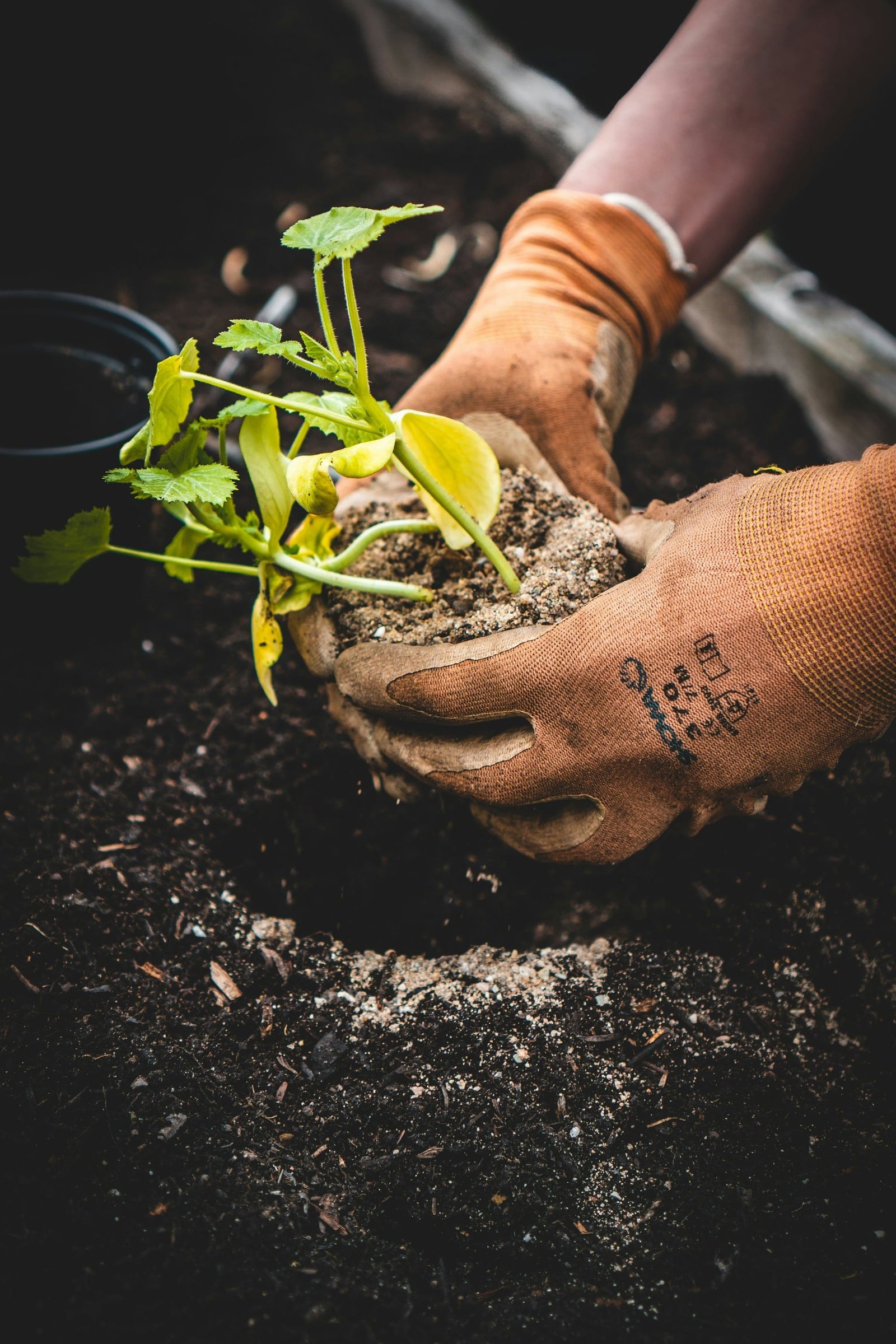 Mãos com luva de jardinagem plantando uma muda